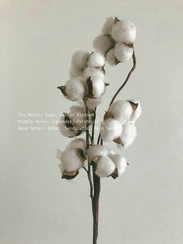 Cotton Blossom + Lavender