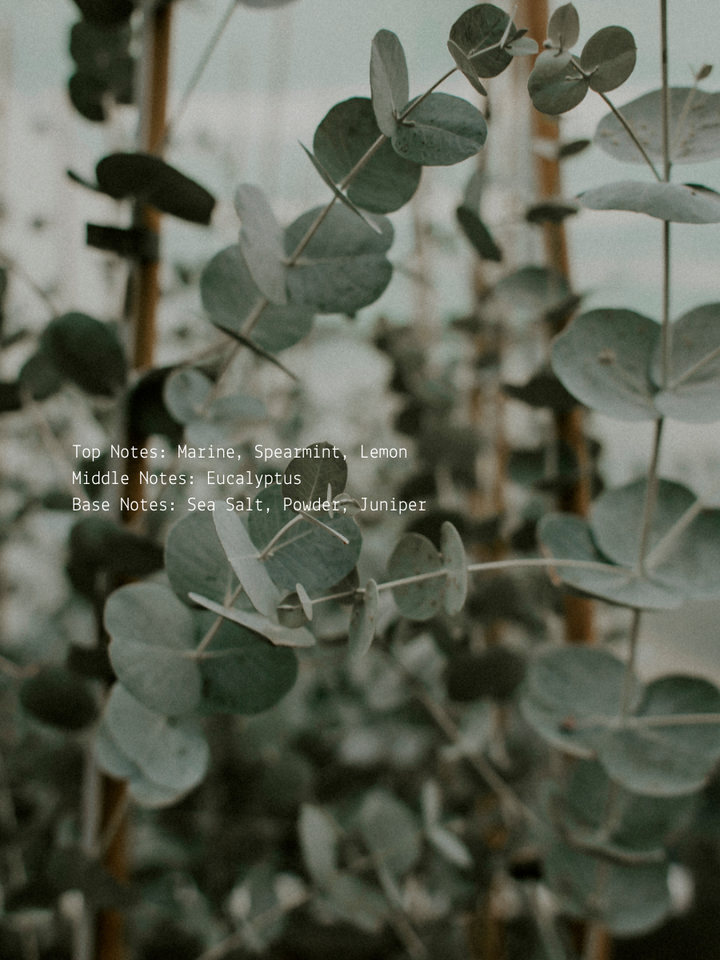 Eucalyptus + Mint