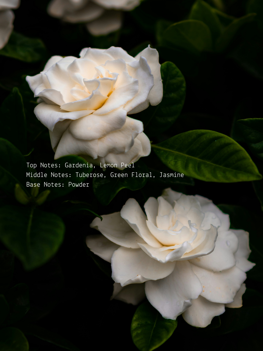 Gardenia + Tuberose