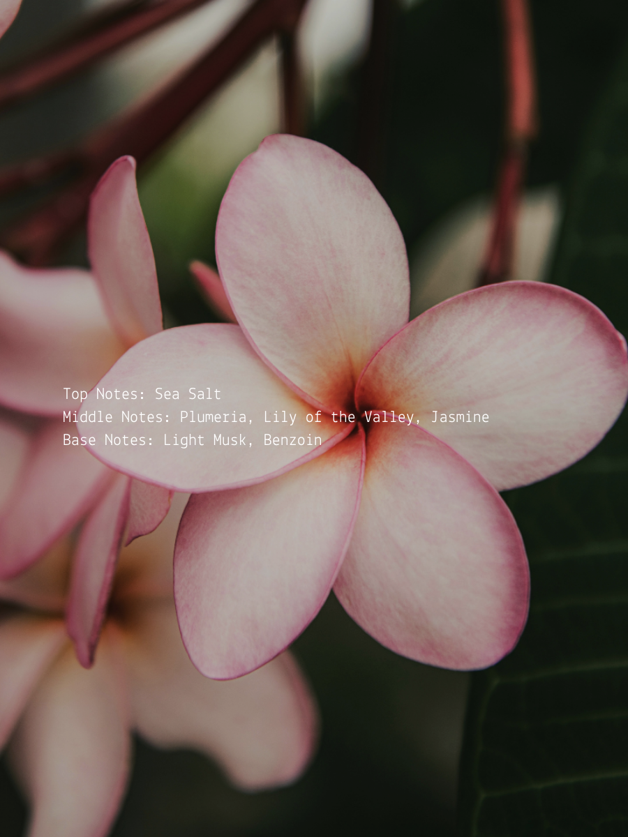 Plumeria + Sea Salt