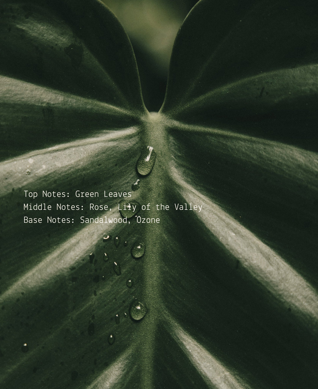 Greenleaf Rose + Ozone – Room & Linen Mist