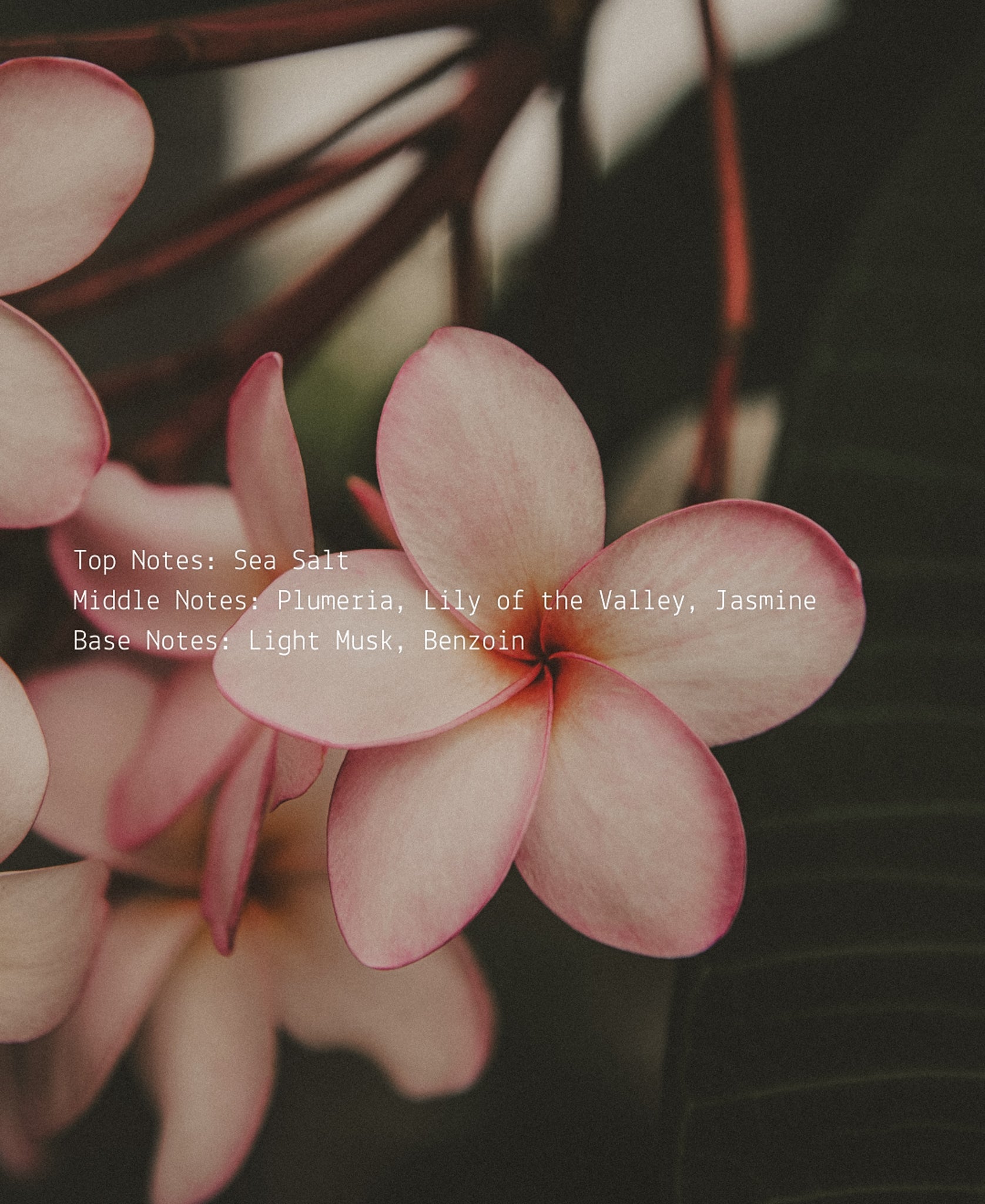 Full Bloom