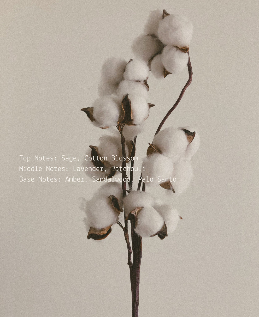 Cotton Blossom + Lavender – Room & Linen Mist