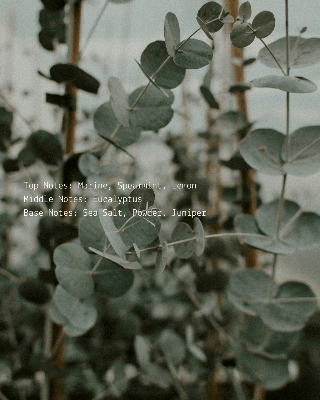 Release Room + Linen Mist