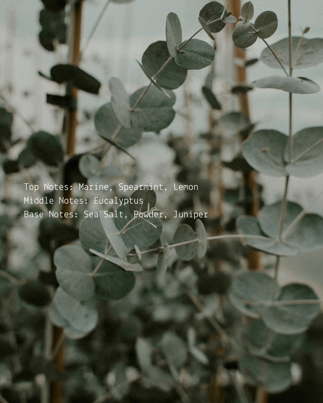 Eucalyptus + Mint – Room & Linen Mist