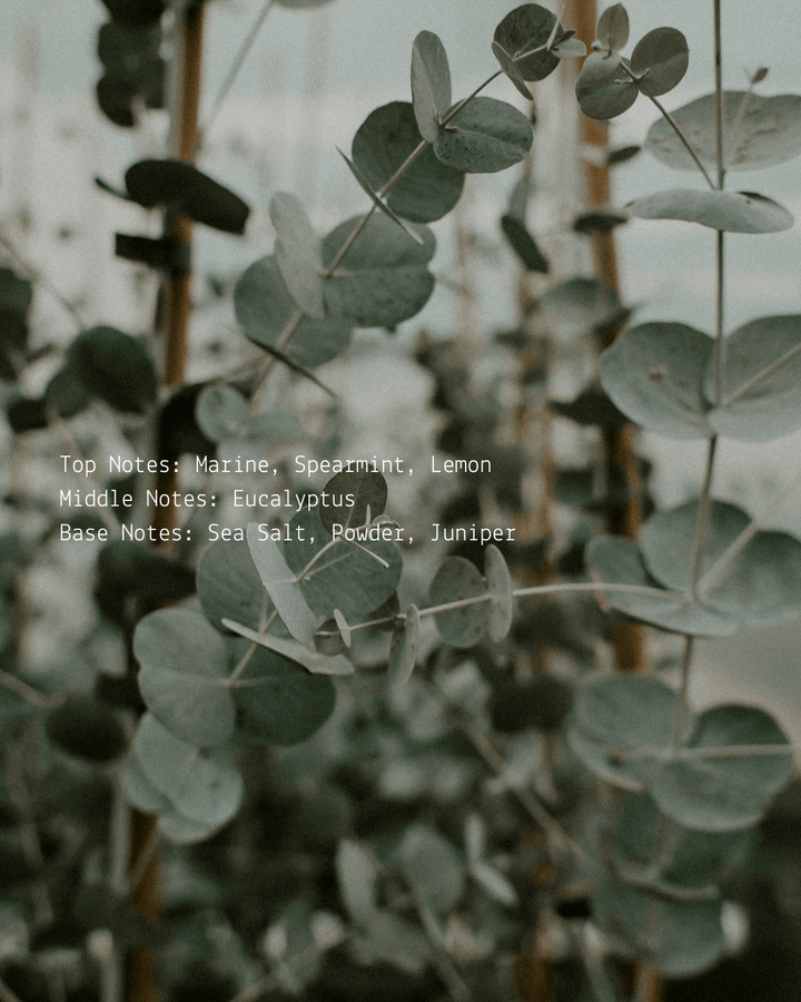 Eucalyptus + Mint – Room & Linen Mist